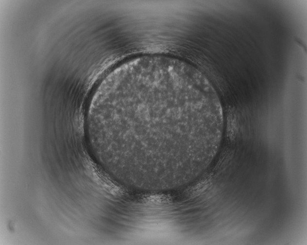 X0000103960584200810311616