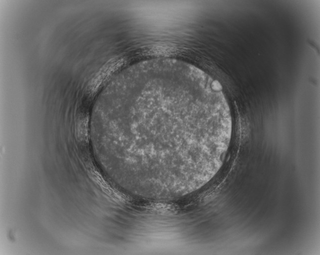 X0000103960585200810311616