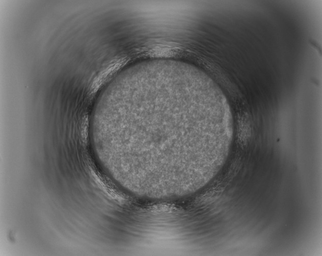 X0000103960586200810311616
