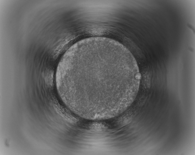X0000103960596200810311616