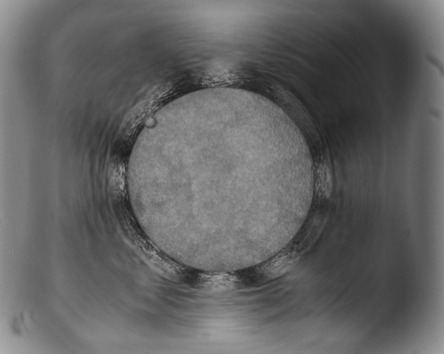 X0000103960621200810311615
