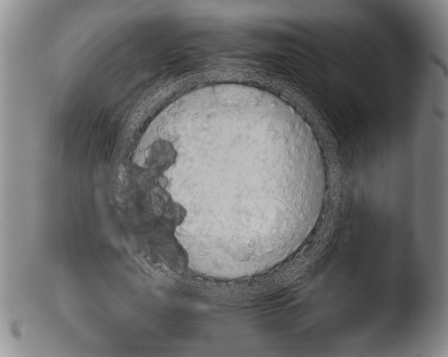 X0000103960631200810311615
