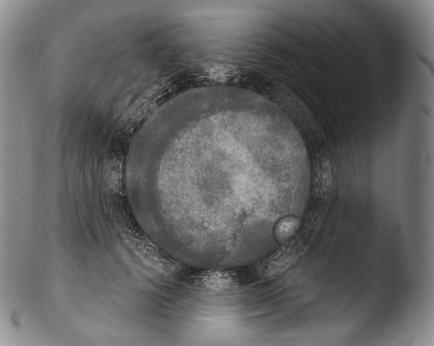 X0000103960656200810311615