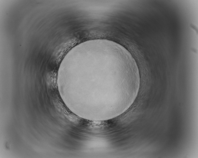 X0000103960672200810311615