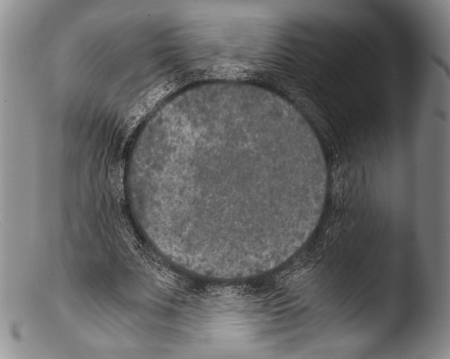 X0000103960679200810311615