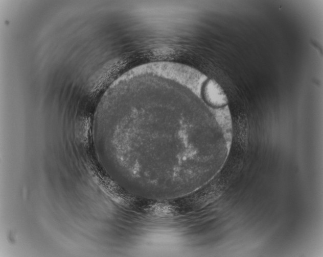 X0000103960742200810311614