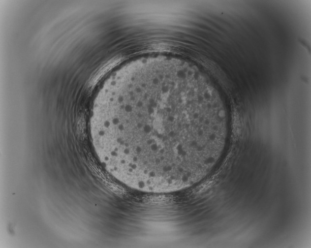 X0000103960826200810311612