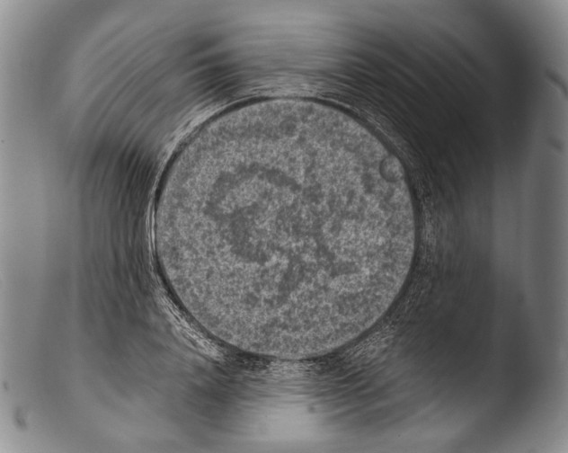 X0000103960840200810311612