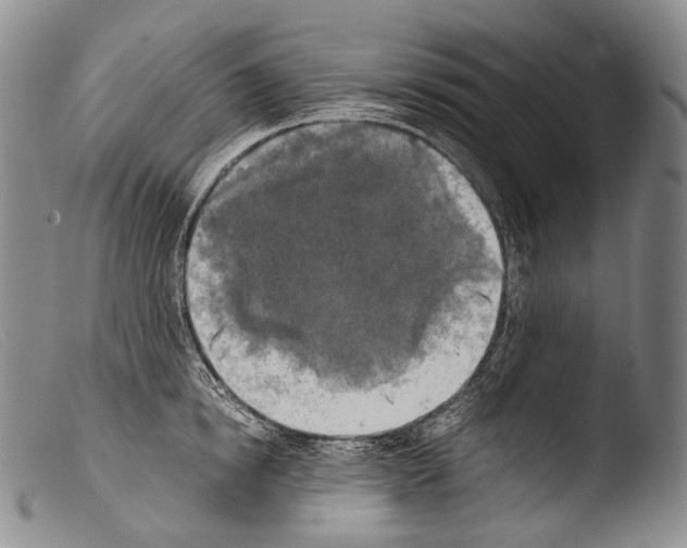 X0000103960854200810311612