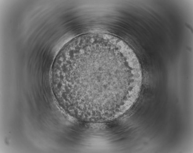 X0000103960856200810311612