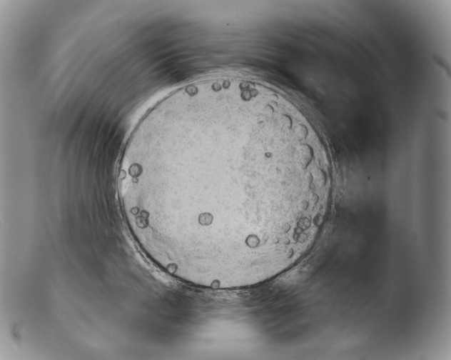 X0000103960862200810311612