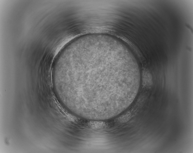 X0000103960886200810311611