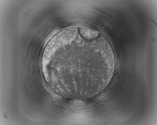 X0000103960907200810311611