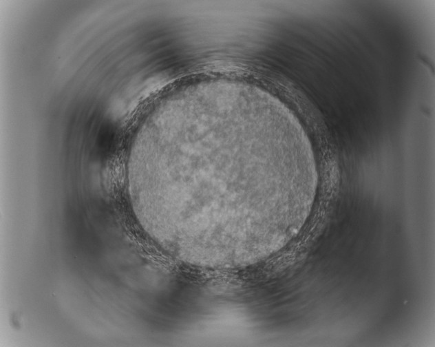 X0000103960920200810311610