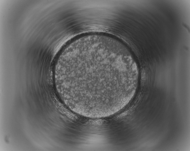 X0000103960926200810311610