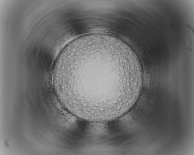 X0000103960931200810311611