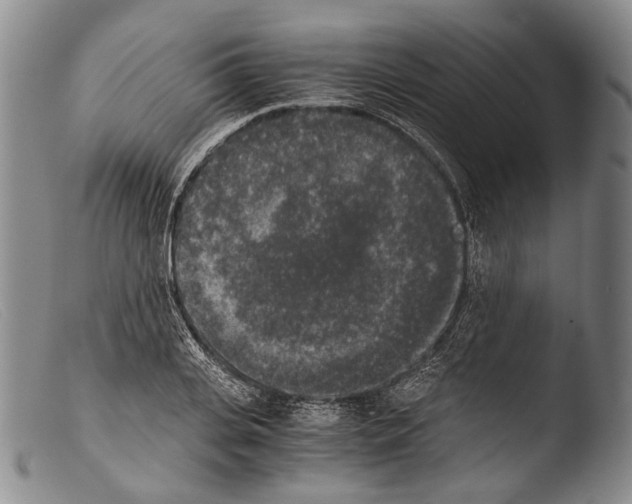 X0000103960935200810311611