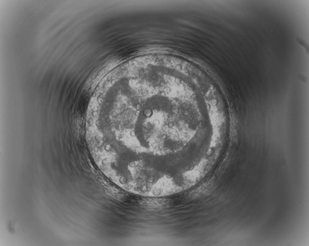 X0000103960953200810311611