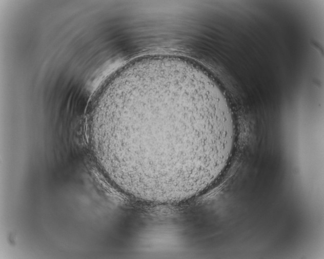 X0000103960974200810311610