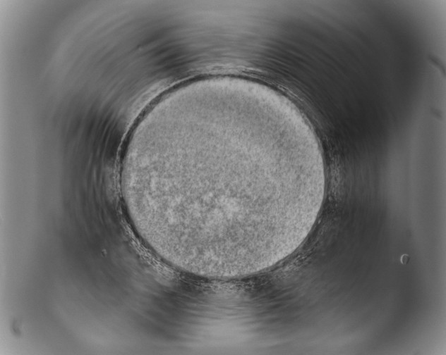 X0000103960976200810311610