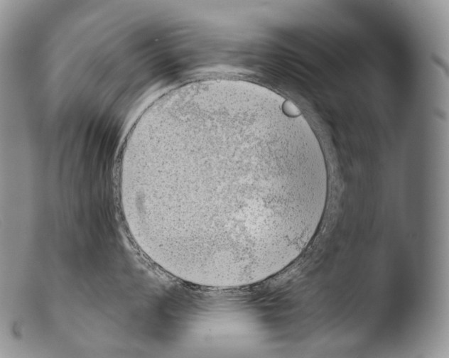 X0000103961008200810311609