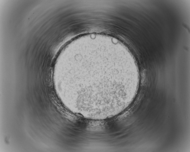 X0000103961021200810311609