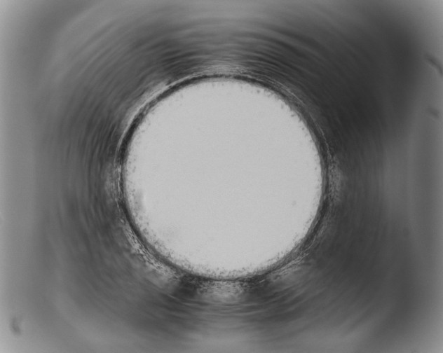 X0000103961029200810311609