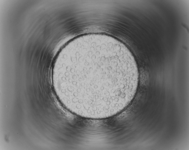 X0000103961030200810311609
