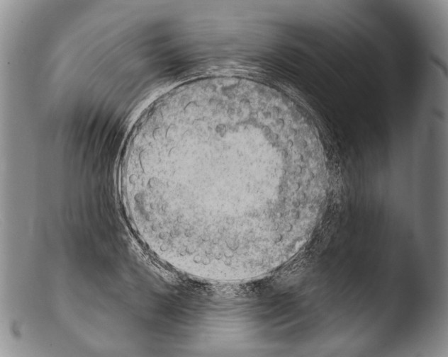 X0000103961032200810311609