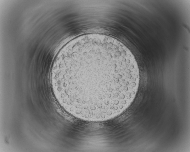 X0000103961044200810311609