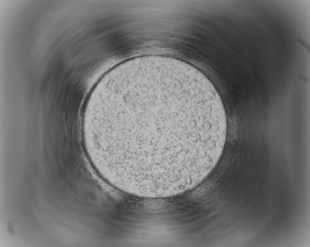 X0000103961046200810311609