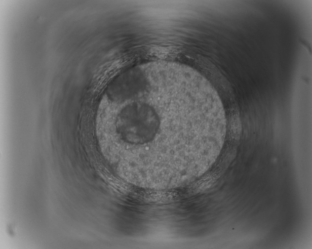 X0000103961105200810311607