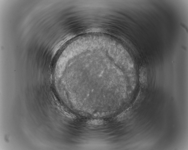 X0000103961117200810311607