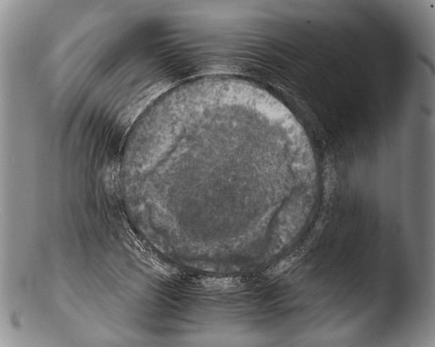 X0000103961121200810311608