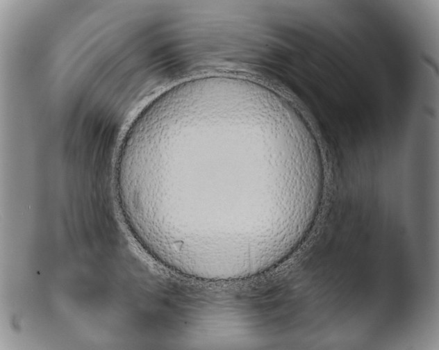 X0000103961136200810311608