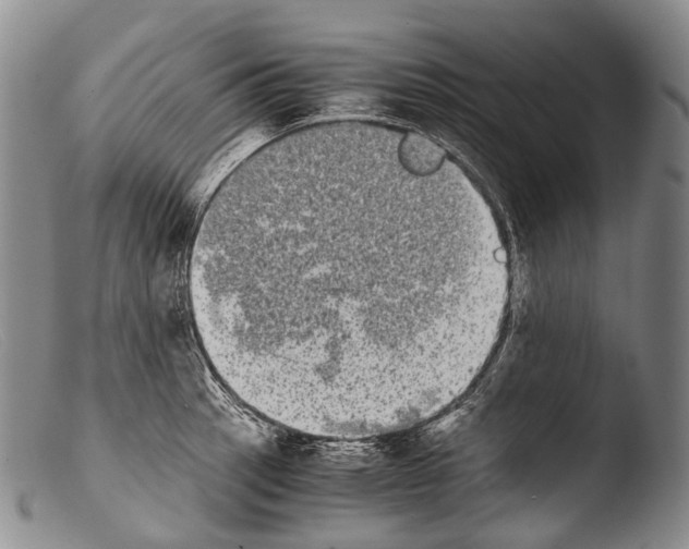 X0000103961137200810311608