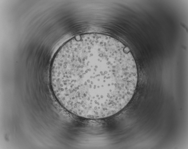 X0000103961138200810311608