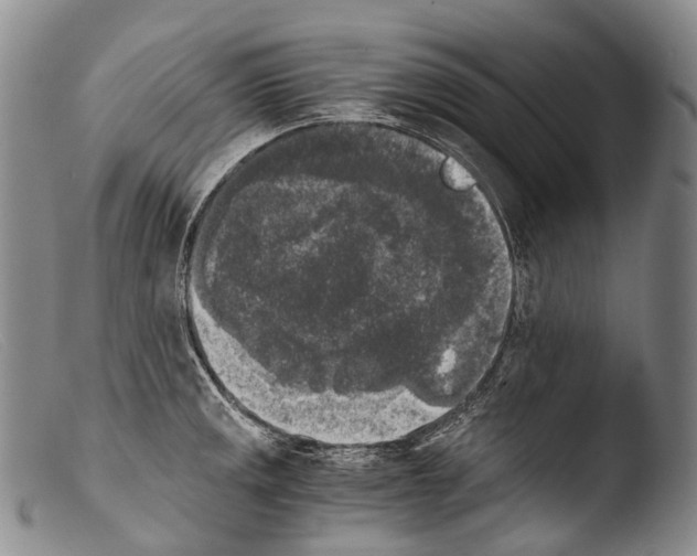 X0000103961141200810311608