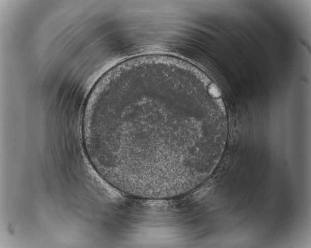 X0000103961142200810311608