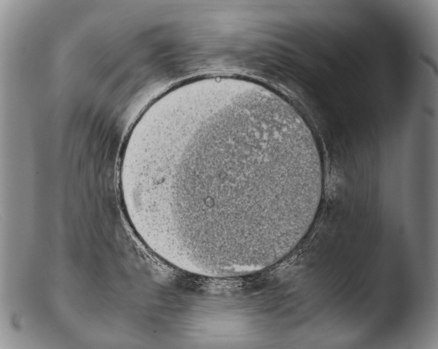 X0000103961183200810311607