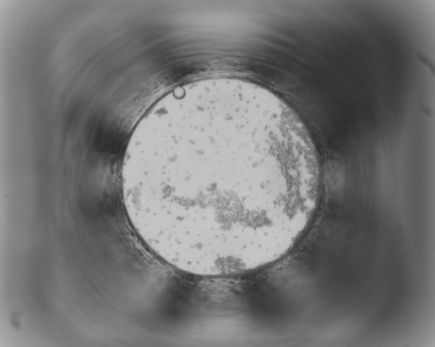 X0000103961185200810311607