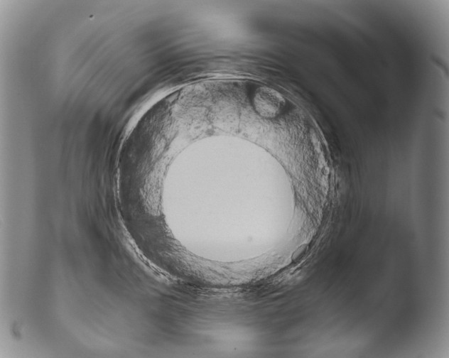 X0000103961195200810311607