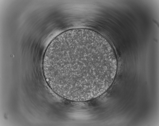 X0000103961197200810311607