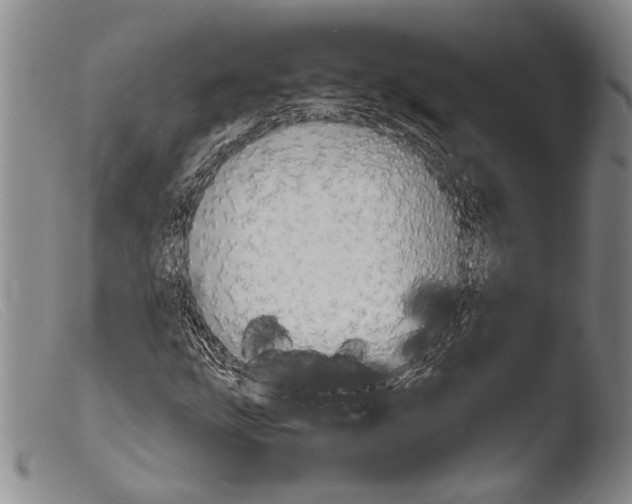 X0000103961207200810311606