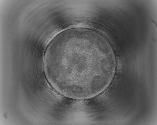 X0000103961228200810311606
