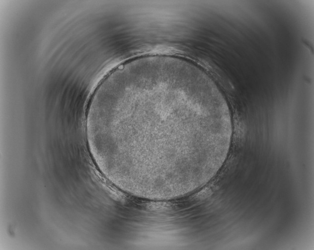 X0000103961232200810311606