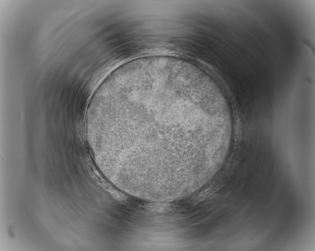 X0000103961236200810311606