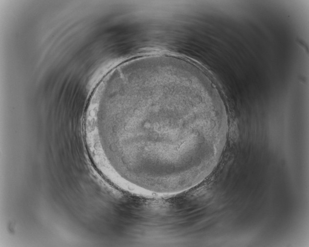 X0000103961239200810311606