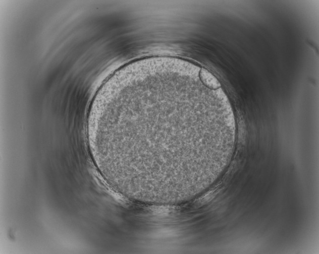X0000103961240200810311606
