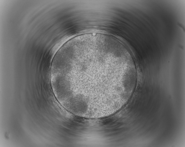 X0000103961244200810311607